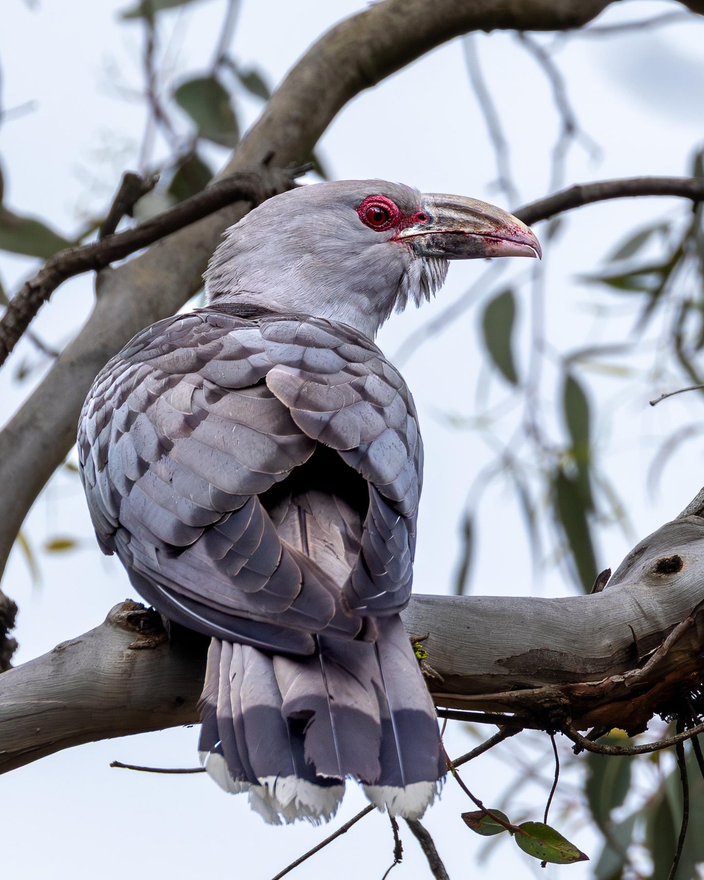 August | Channel-Billed Cuckoo | The Birds Fiber Club
