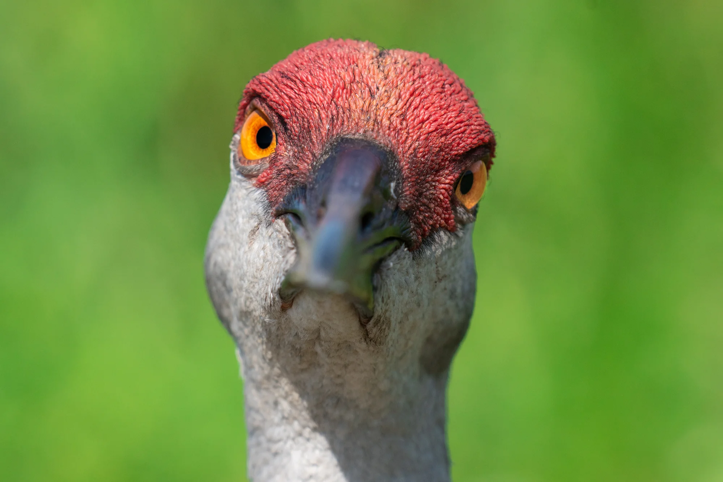 PRE-ORDER | June | Sandhill Crane | The Birds Fiber Club